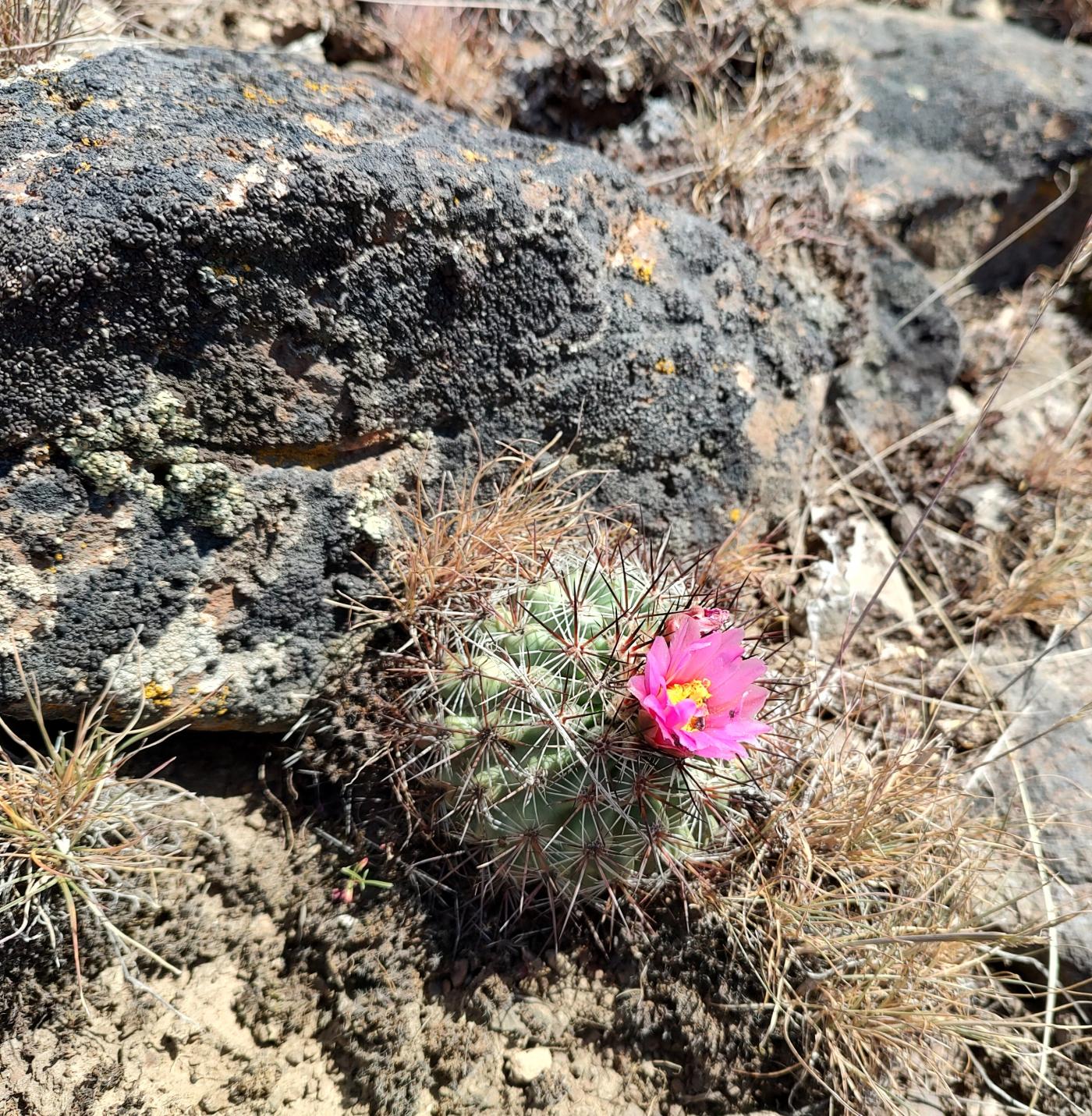 Pediocactus nigrispinus image
